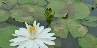 20 Pantun Tentang Spiritualitas dan Penyucian Jiwa flower, flower background, white, nature, beautiful flowers, flower wallpaper, pure vegetable cleansing