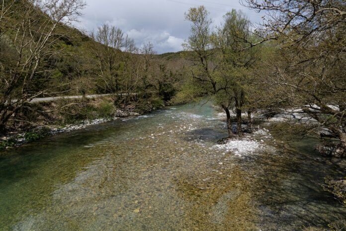 a river running through a lush green forest